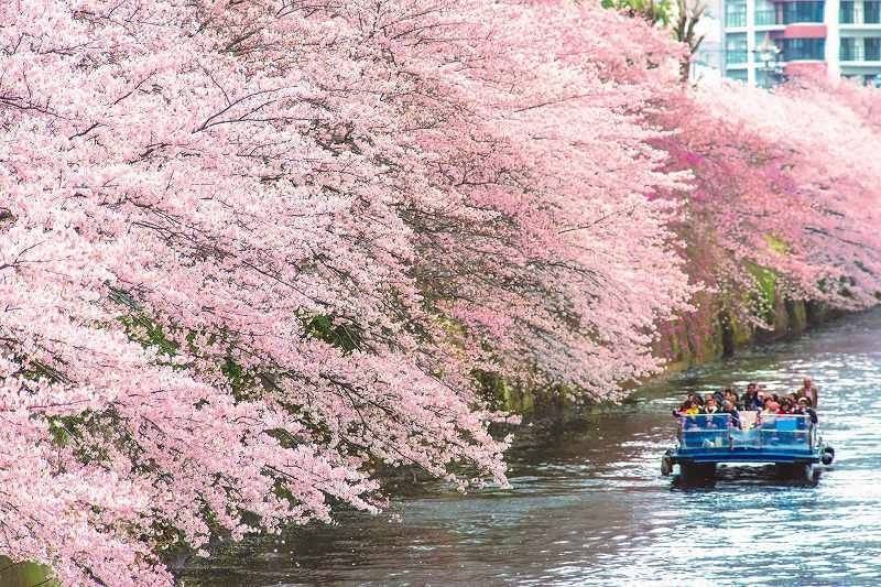 【女性主催20代30代限定】東京人気1位の桜を見に行こう🌸🐽🌺