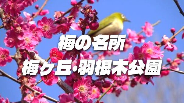 都内有数の梅の名所「羽根木公園」の梅まつりいこう！（花見の後はランチ会）