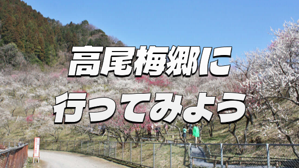 約１万本の色とりどりの梅が咲き誇る。都内最大規模の高尾梅郷にいこう