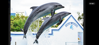 🐟🐟しながわ水族館でイルカショー鑑賞🐟カメラ📷撮影OKです