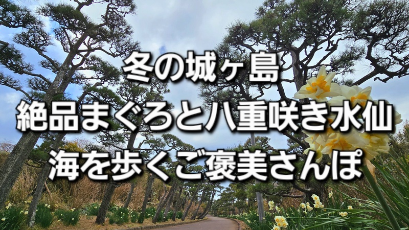 冬の城ヶ島｜絶品まぐろと八重咲き水仙、海を歩くご褒美さんぽ