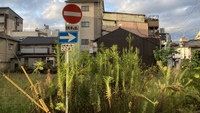 【ローカル撮影散歩 】11/8(土）14:00~18:30 @野江内代 駅周辺