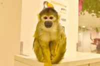 20代中心！1995年生以下限定企画！男女問わず！🐾アニタッチアクアシティお台場お出かけ企画🐾