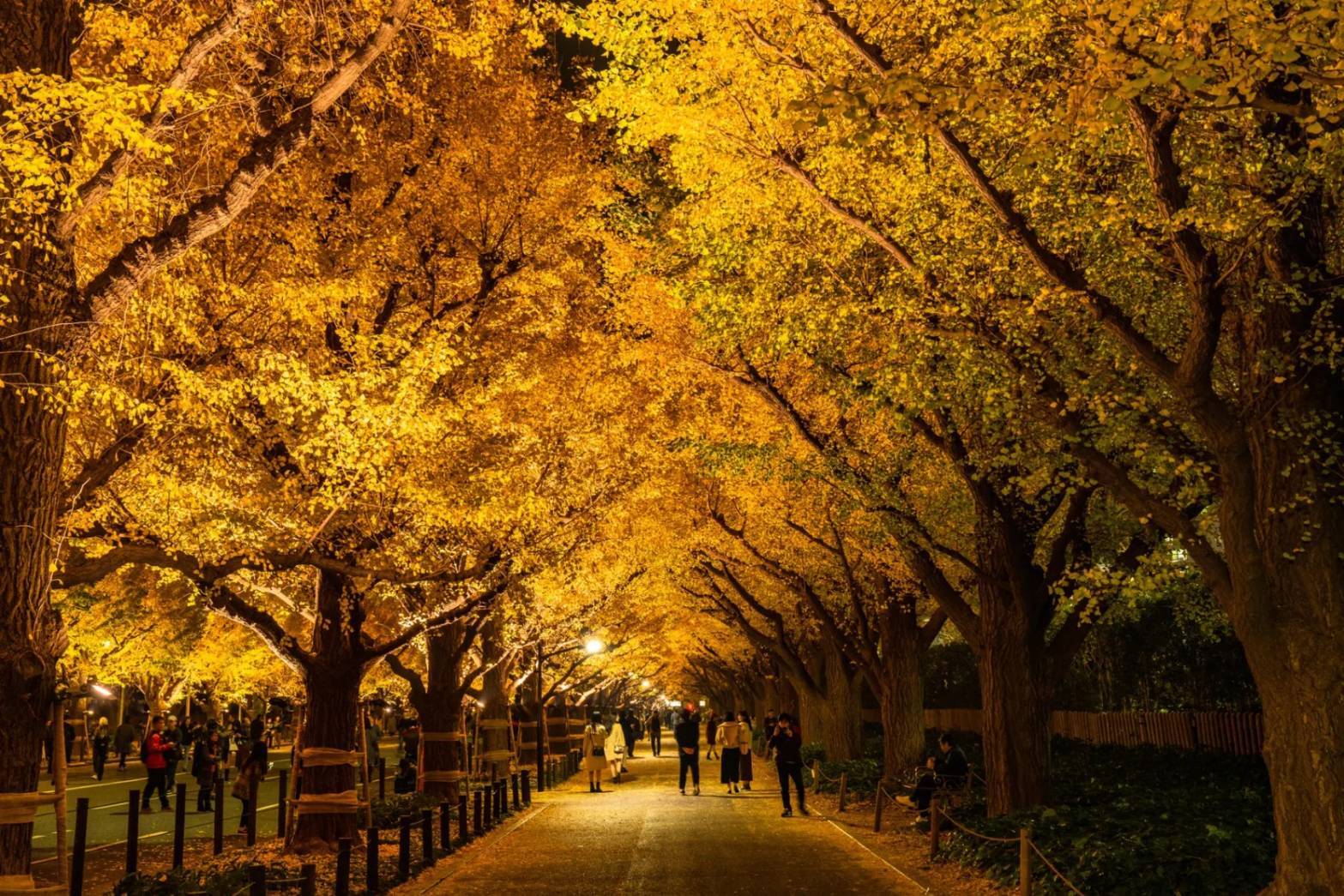 【20代30代限定】イチョウのライトアップを見に行こう🍎🍎