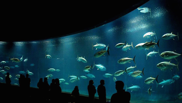 【30代中盤〜40代中心】葛西臨海水族園見学&葛西臨海公園散歩