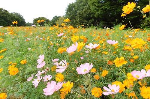 【20代30代限定】550万本！？コスモスを見に行こう🍒🍒