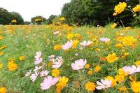 【20代30代限定】550万本！？コスモスを見に行こう🍒🍒