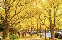 【朝活】🍁いちょう並木散歩🍁&💫ボディケアエクササイズ💫@明治神宮外苑