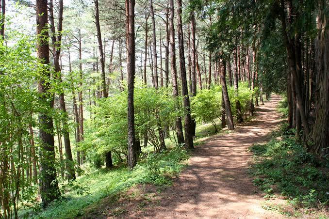 【青梅丘陵ハイキング】冬の木漏れ日を感じながらハイキング＆2025忘年会開催します🍹