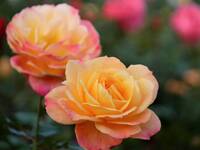 【早割中】見頃の薔薇を見に行こう🎀🎀