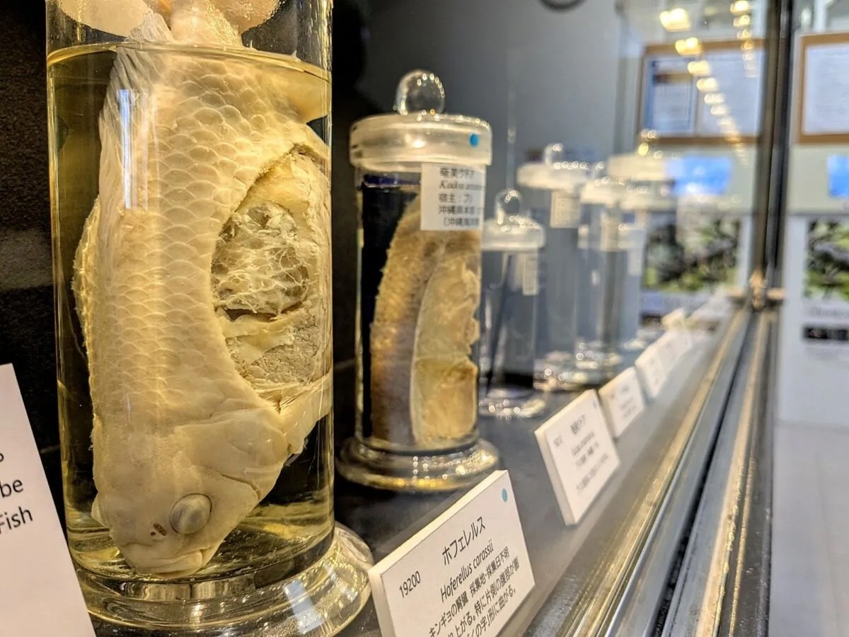 目黒寄生虫館を見たあと神社仏閣をめぐろう⛩️