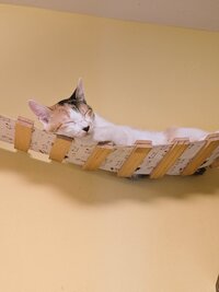 猫好き集まれ！癒しの猫カフェでゆるっと交流会🐾
