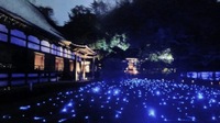【5年ぶりに開催？！】天台宗 青蓮院門跡のライトアップに行こう！   29歳以下限定！