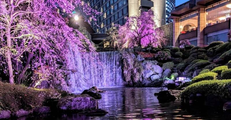 【20代30代限定】老舗ホテルの桜ライトアップを見に行こう🦊🦊