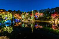 【20代30代限定】紅葉ライトアップへ行こう🌈🌈