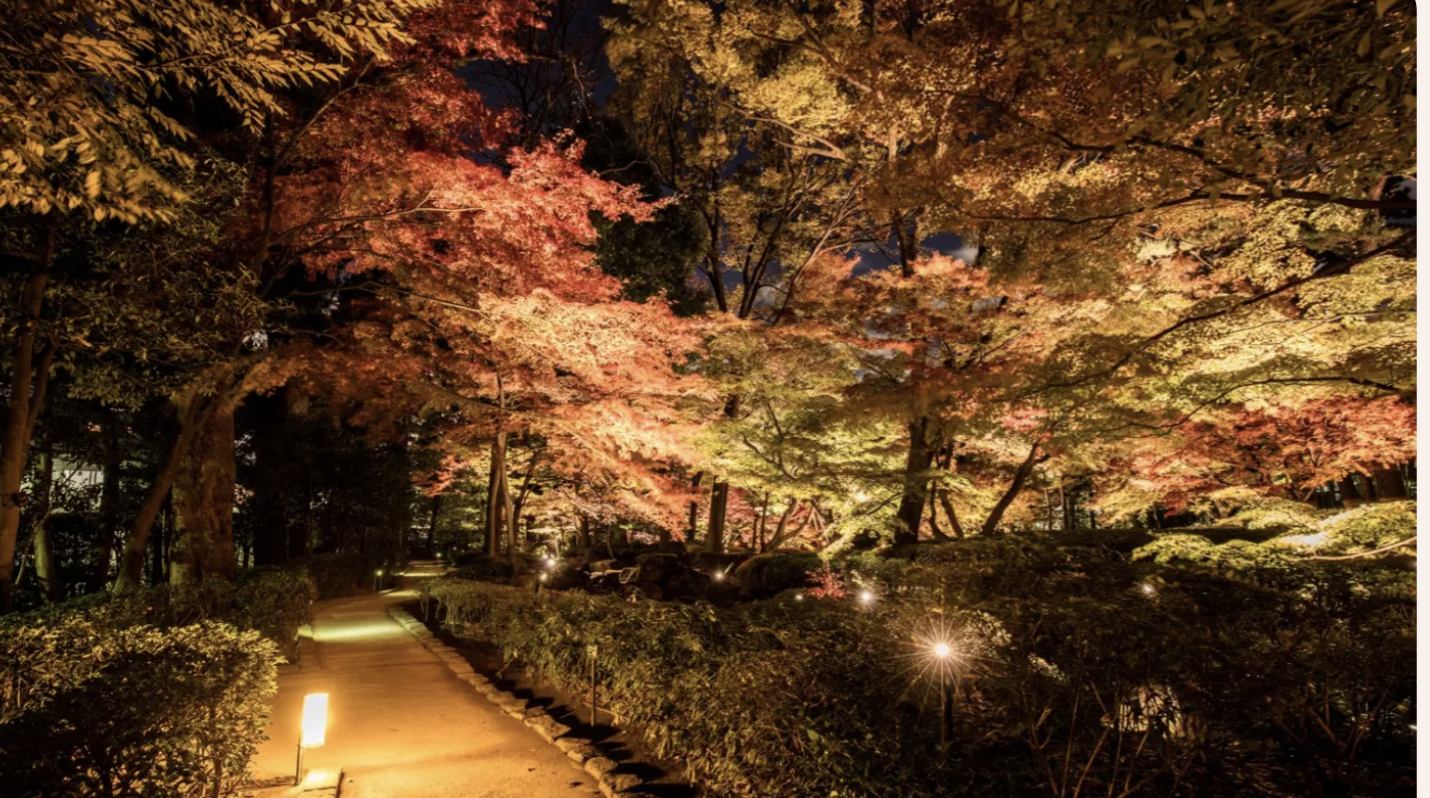 みんなで夜の紅葉ライトアップを見に行こう！🍁【20代・30代限定】大田黒公園（東京・荻窪）