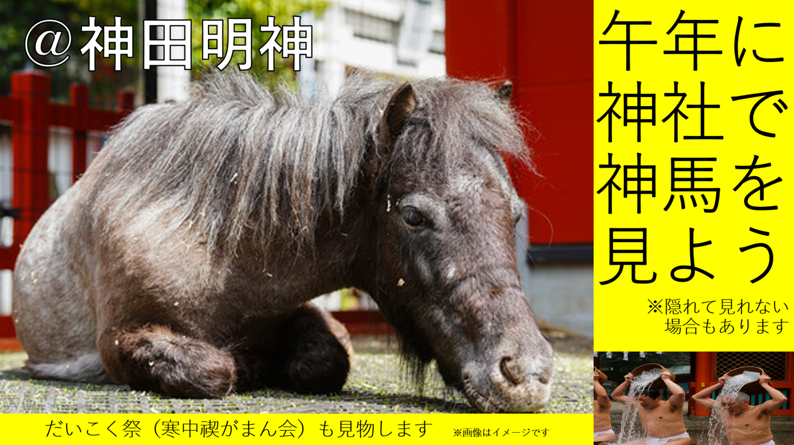 ☀️朝活×🎍遅初詣×🏇神馬あかりちゃんに会いたい（午年に神馬に出会う朝）🧊寒中禊（みそぎ）がまん会