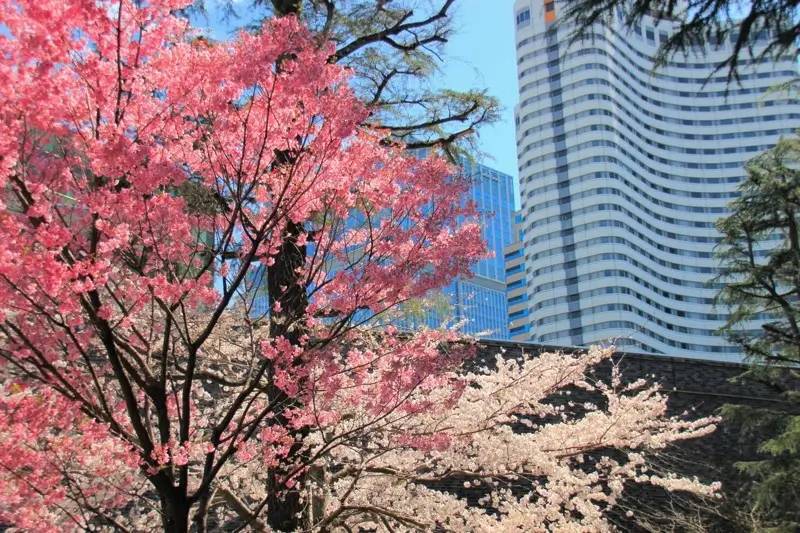 【20代30代限定】日本庭園の桜を見に行こう🦊🦊🦊