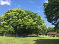 代々木公園で朝からゆる～く体を動かそう🤸‍♂️🏐【20～30代】