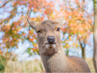 11/15 奈良公園など散策します