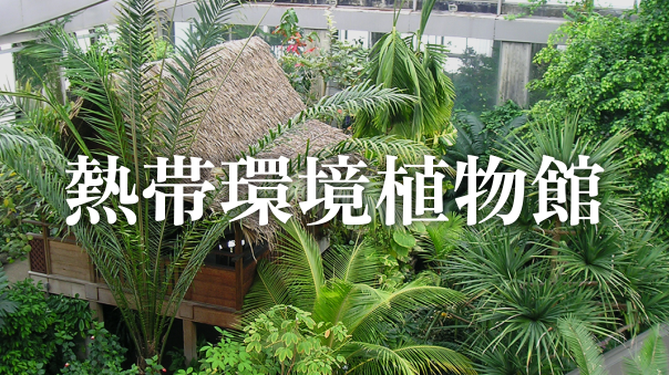 寒い冬を脱出！板橋区立熱帯環境植物館で楽しむ「常夏の島」散策