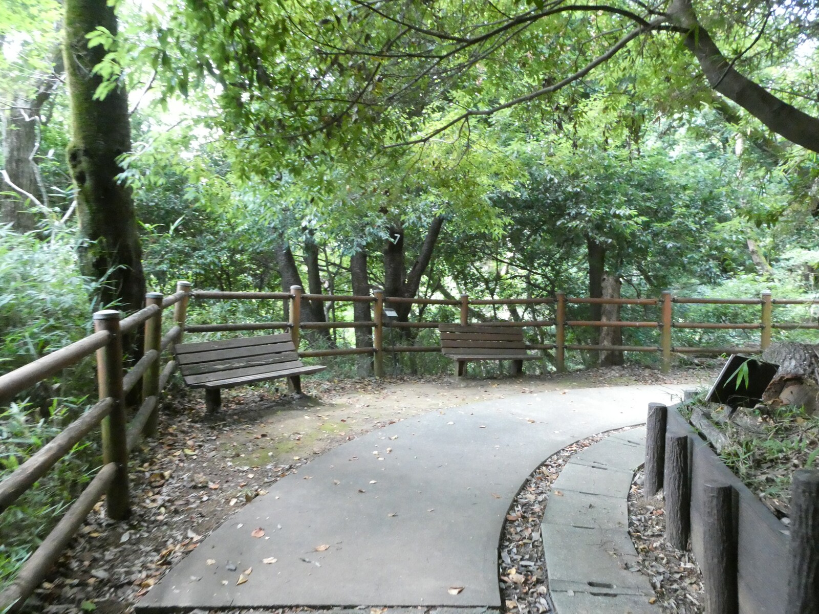 生田緑地で森林浴しよう (2026春の部①)