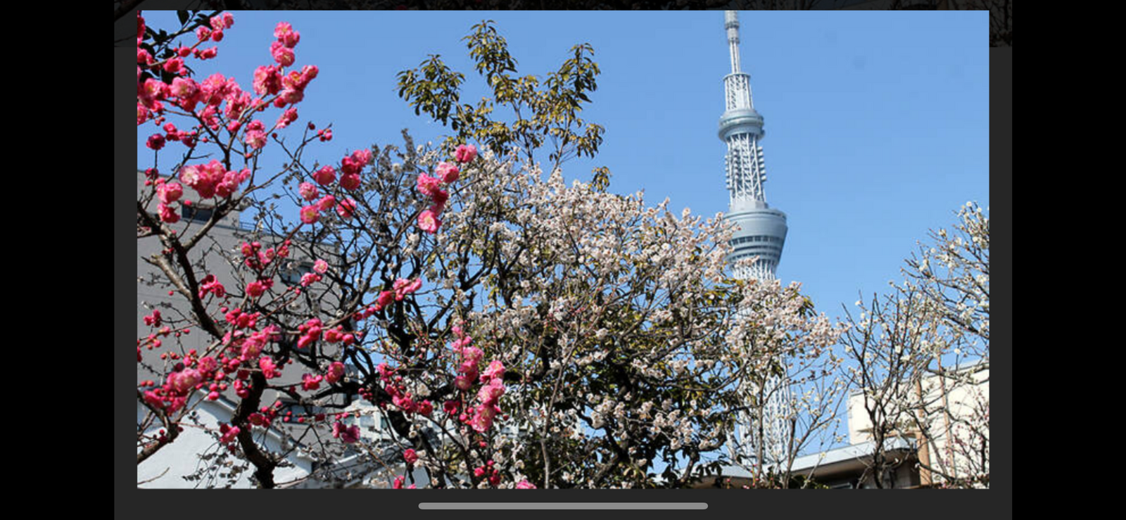 【亀戸天神で梅祭り🌸特別なひとときを🌸✨