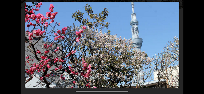 【亀戸天神で梅祭り🌸特別なひとときを🌸✨
