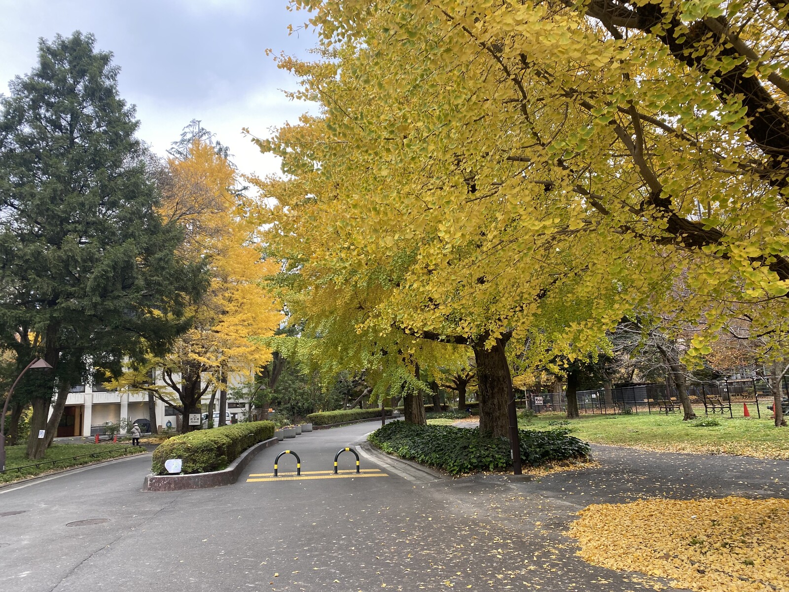 🚶🏻【日比谷公園】朝さんぽ と カフェトーク