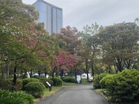 🚶🏻【日比谷公園】朝さんぽ と カフェトーク