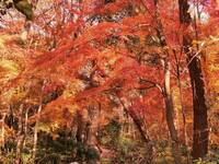 【20代30代限定】穴場の紅葉スポットに行こう！イロハモミジが有名です🦊🦊