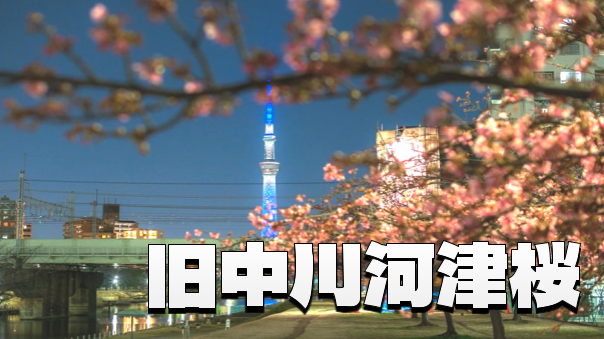 水辺のロマン散策！旧中川の河津桜（夜桜）と一足早い春の訪れ