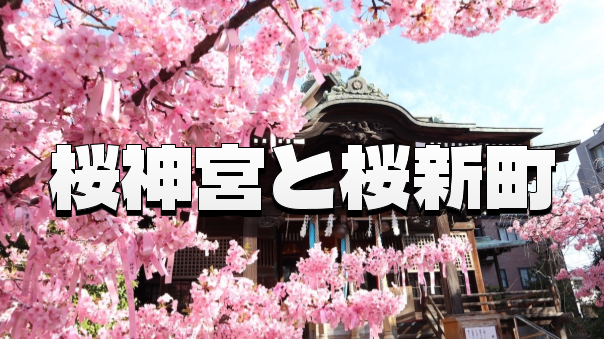 古き良き住宅街の秘密を辿る：桜新町の歴史散歩と桜神宮の河津桜鑑賞