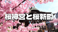古き良き住宅街の秘密を辿る：桜新町の歴史散歩と桜神宮の河津桜鑑賞