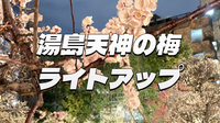 夜空に浮かぶ幻想美。湯島天神・梅のライトアップ鑑賞！時間があれば花園稲荷神社・五條天神社も