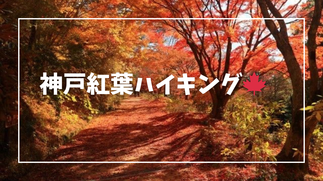 神戸市立森林植物園紅葉ハイキング🍁【新神戸駅発】