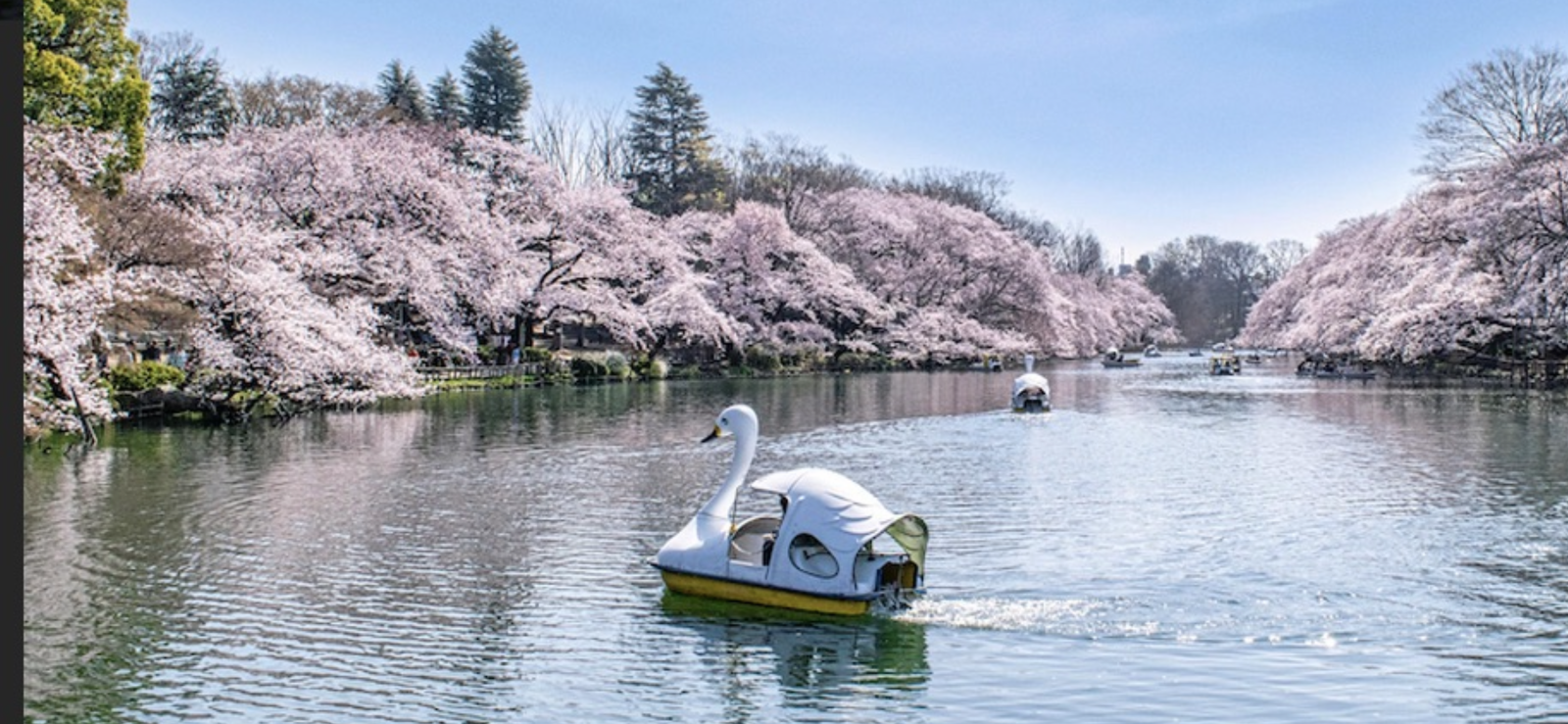 🌸本日はお花見チャンス🌸井の頭公園で桜を鑑賞会🌸