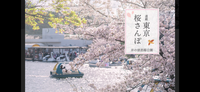 🌸桜満開🌸週末桜を見るラストチャンス吉祥寺井の頭公園で桜を見ようお花見会🌸