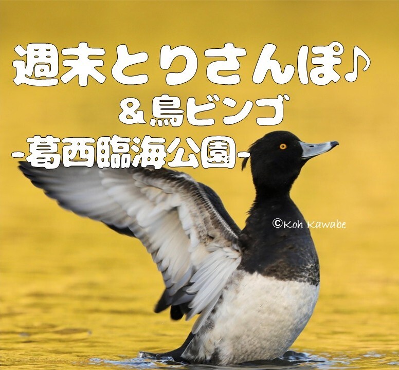 【週末とりさんぽ♪】葛西臨海公園でバードウォッチング&鳥ビンゴゲーム♪