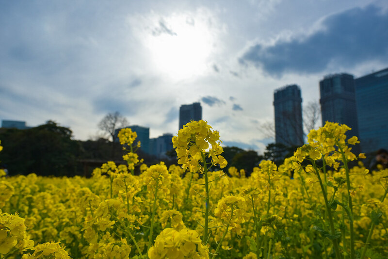 天気は☀️です🌸菜の花が見頃です📷カメラ📱スマホでお花の写真を撮りましょう