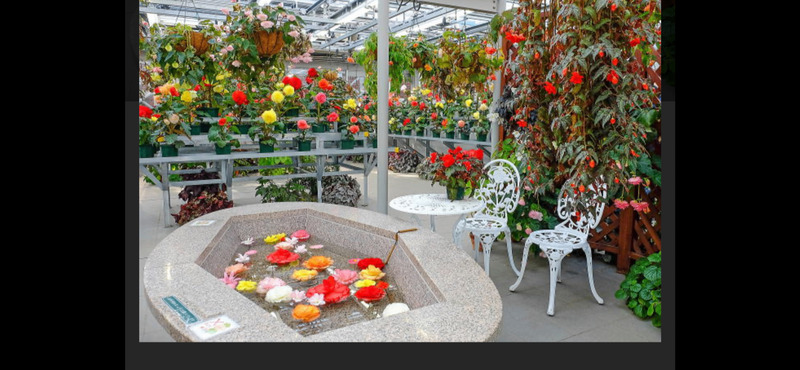 【👩女性限定❗️インスタで有名な深大寺と神代植物公園春の公園椿ウィーク散策🌺