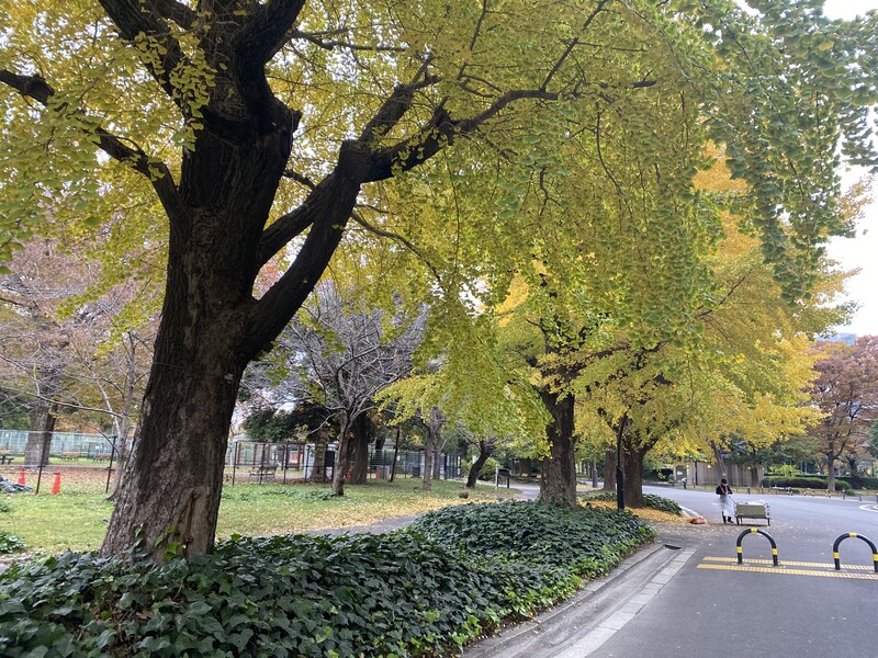 🚶🏻【日比谷公園】朝さんぽ と カフェトーク