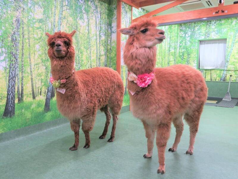 【早割中】アルパカカフェに行こう🍭🍭🍭