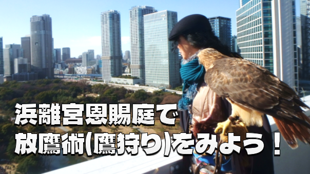 《入園料込み》放鷹術（鷹狩の実演）と浜離宮恩賜庭園の解説付き散歩