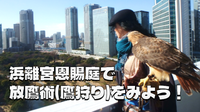 《入園料込み》放鷹術（鷹狩の実演）と浜離宮恩賜庭園の解説付き散歩