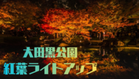 【期間限定！】🍁大田黒公園のライトアップ🍁イチョウ並木と水面に映るもみじの幻想的風景🍂✨
