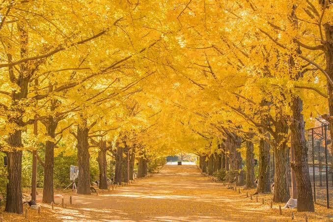 【20〜30歳】昭和記念公園🍁で紅葉観ながらお散歩しましょう♪