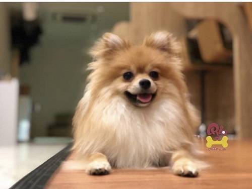 【30代40代限定】犬カフェに行こう！パグやダックスがいます🍒🍒
