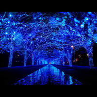 【30代40代限定】冬イルミネーション！渋谷の青の洞窟と恵比寿シャンデリア 12/13（土）