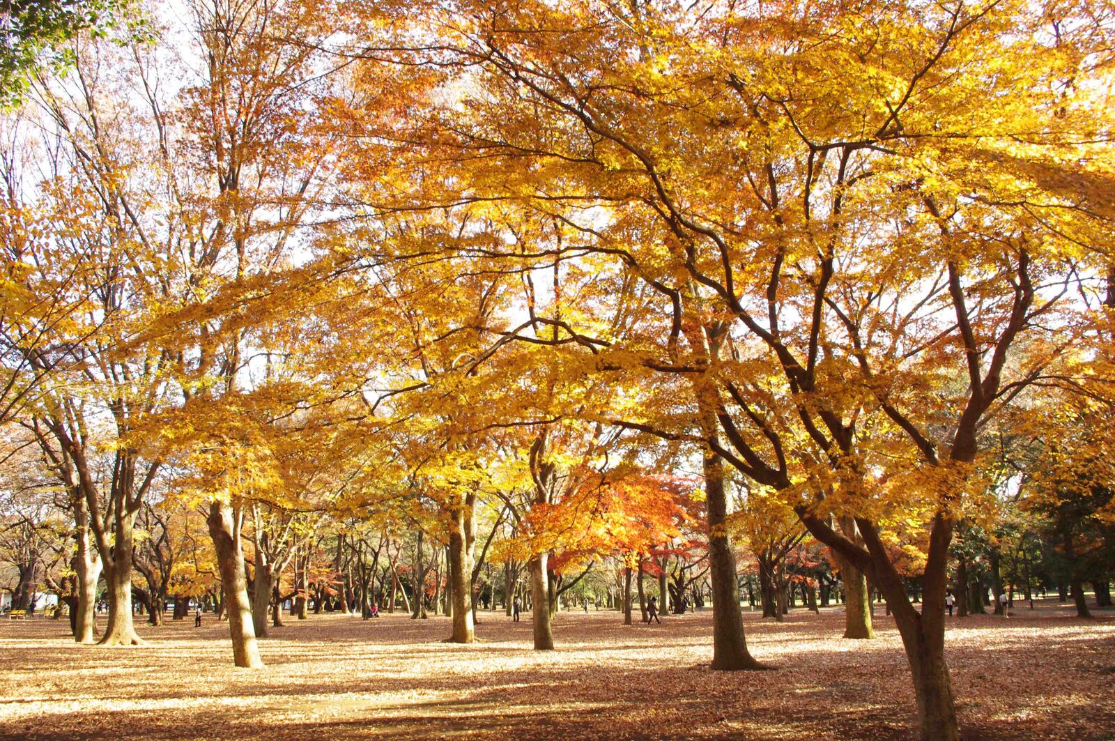 【2000年以降生まれ】代々木公園ピクニック🍱🍁